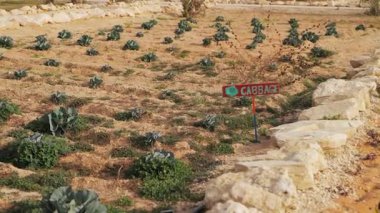 Suudi Arabistan 'daki çölde sebze çiftliği. Video kaydı. Lahana. Suudi Arabistan çölünün göbeğinde sürdürülebilir bir çiftlik, ikonik hurma ağaçlarının yanında ekilmiş sebze ürünleri sergileniyor. Bu...