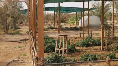 Suudi Arabistan 'daki çölde sebze çiftliği. Video kaydı. Domates. Suudi Arabistan çölünün göbeğinde sürdürülebilir bir çiftlik, ikonik hurma ağaçlarının yanında ekilmiş sebze ürünleri sergileniyor. Bu...