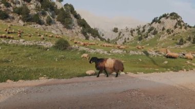 Türk dağlarında otlayan koyunlar. Türkiye 'de yeşil dağ otlaklarında otlayan bir koyun sürüsünün huzurlu manzarası. Kırsal yaşam, tarım ve doğa hakkında içerik için idealdir. Yüksek kalite 4k