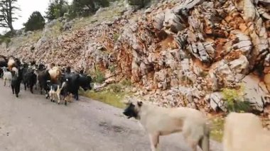 Türkiye 'de Dağ Keçileri Yolda Yürüyor. Türkiye 'de kayalık arazi ve doğa ile çevrili bir dağ yolunda büyük bir keçi sürüsü yürüyor. Geleneksel sürünün sergilendiği huzurlu bir kırsal manzara