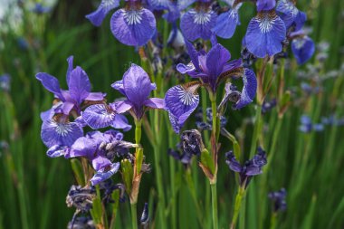 Yaz parkında yeşil çayırda mor zambaklar.