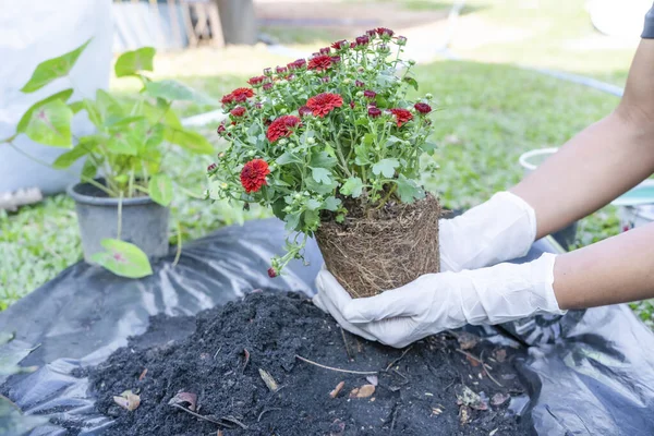 Close-up of hands holding green plant and flower pot above ground with gardening tools. Gardener woman planting flowers in the garden at sunny morning. Gardening and botany concept