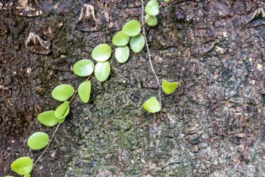 Selective focus a leaf of Creeping fig, Climbing fig or Ficus pumila growing on block bricks wall to plant in a house to keep a good environment. Concept of green and natural decoration background.