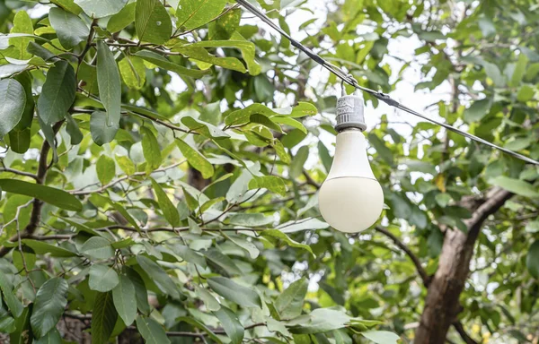 Light bulb decor hanging outdoors against a green natural background. The white light bulb hanging from a tree in a garden decoration wedding celebration.