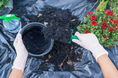 Eller tarım için bol toprağı tutar ya da siyah bir saksıya ekmeye hazırlanır. Toprak zemindeki toprak örneklerini test ediyoruz. Pislik kalitesi ve tarım konsepti. Öndeki siyah toprağa odaklanın.