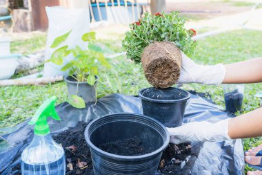 Close-up of hands holding green plant and flower pot above ground with gardening tools. Gardener woman planting flowers in the garden at sunny morning. Gardening and botany concept