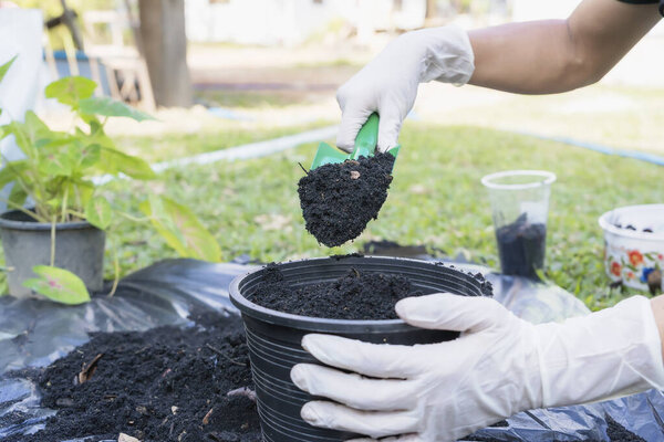 Close-up of a black flowerpot and woman's hands with white gloves preparing the soil for planting flowers into a pot. Planting flowers in the garden home. Gardening at summer