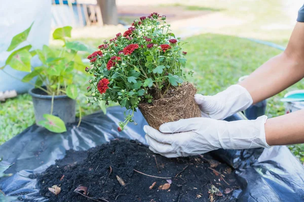 Close-up of hands holding green plant and flower pot above ground with gardening tools. Gardener woman planting flowers in the garden at sunny morning. Gardening and botany concept