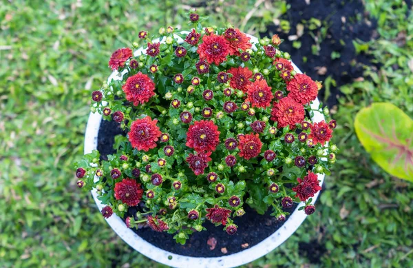 Close-up of bouquet of orange chrysanthemum flowers in pot in garden at home, background image, banner image. Colorful flowering Red orange chrysanthemums in autumn. Chrysanthemum flowers horizontally