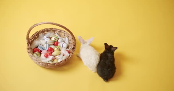 White Black Rabbits Yellow Isolated Background Plays Basket Many Colored — Stock Video