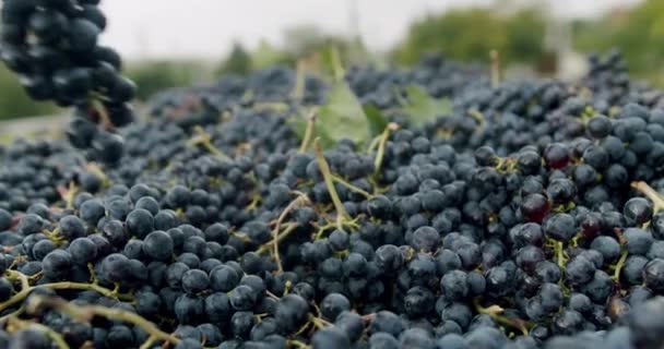 農家の手で美しいブドウを選択します ワイン製造 ワイナリー ワイン生産 ブルーブドウワインを作るために収集し 収穫のための時間ワイン トラクターベッドの収集された赤ブドウ — ストック動画