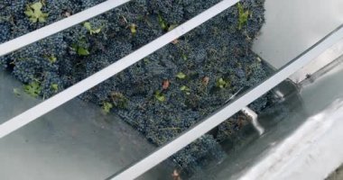 Şarap fabrikası, üzüm işleme makinesi sıkışması. Şaraphanedeki Üzüm Kabuğu 'nu kırmızı üzümlerle yapıyorum. Şaraphanede üzüm ezen bir ezici. Şarap yapma süreci.