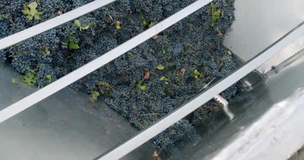 ワイン工場 ブドウ加工金属機械圧搾 ワイナリーでワインを作る赤ブドウの作業でブドウのシェラー ワイナリーでブドウを粉砕します ワイン造りの工程 — ストック動画