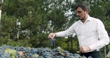 Çiftçi güzel bir üzüm seçer ve gösterir. Mavi üzümler toplandı ve şarap yapmaya hazır. Sonbahar Şarabı Hasat Yapıyor. Traktör yatağında toplanan kırmızı üzümler. Şarap yapımı..