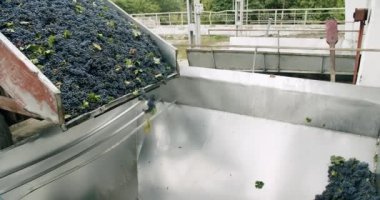 Şarap fabrikası, üzüm işleme makinesi sıkışması. Üzüm hasadı. Üzümü basınla sıkıştır. Şaraphanede üzüm ezen bir ezici. Üzüm öğütücü makinesinde kırmızı üzüm.