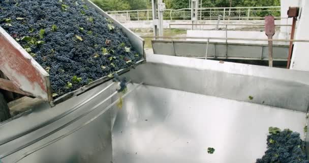ワイン工場 ブドウ加工金属機械圧搾 ブドウの収穫 プレスでブドウを絞る ワイナリーでブドウを粉砕します ブドウ粉砕機の赤ブドウ — ストック動画