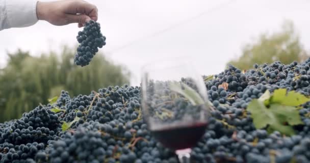 Tangan Petani Menunjukkan Buah Anggur Yang Indah Bagian Depan Segelas — Stok Video