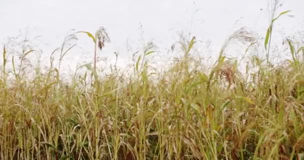 Campo Pearl Millet Concepto Agronegocio Agricultura Empresarial Concepto Cosecha Granja — Vídeo de stock