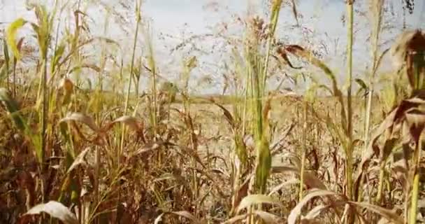 Ripe Sorghum Swaying Wind Sorghum Cultivation Biomass Production Pearl Millet — Wideo stockowe
