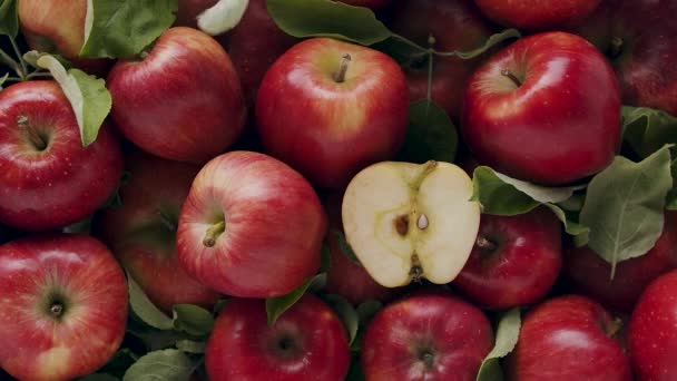 Malus Domestica Delicious Red Natural Apples Many Leaves Falling Beautiful — Stockvideo