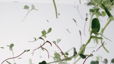 Suyun içinde mikroçimler. Sağlıklı beslenme. Yaprakları olan organik yiyecekler. Sera tarımında yeni doğmuş salatalık, sağlıklı gıda konsepti, vegan. Mikro ayçiçeği yeşili. Sağlıklı gıda konsepti