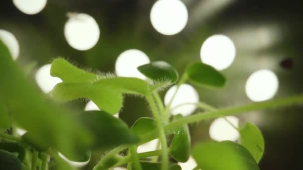 ひまわりのマイクログリーン 自然美のコンセプト 清潔で環境に優しい 有機野菜を発芽させるための温室 温室農業で生まれたばかりのキュウリの植物 健康的な食品の概念 ビーガン — ストック動画