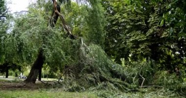 Yaz fırtınasından sonra yolda birçok ağaç devrildi. Kökleri sökülmüş, devrilmiş ağaçlar, fırtına. Yoldaki tayfunun yanında ağaç yatar. Ağaçlar, Soudelor tayfununu şehirde dallandırır. Fırtına hasarı. Doğal afetle yıkılmış ağaç