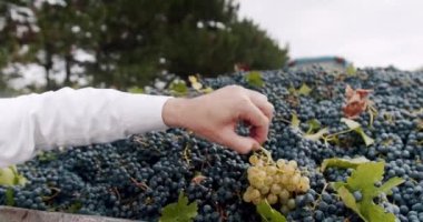 Çiftçi eli çok güzel bir üzüm gösteriyor. Mavi üzümler toplandı ve şarap yapmaya hazır. Zaman Şarabı Hasat Ediyor. Traktör yatağında toplanan kırmızı üzümler. Şarap üretimi, şaraphane ve şarap üretimi.