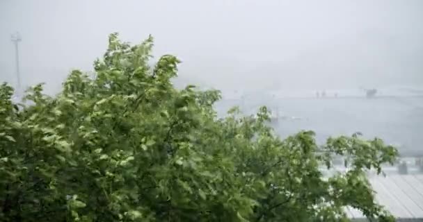 Baskını Seller Sağanak Yağış Sağanak Yağmur Sağanak Dolu Pencereleri Doğal — Stok video