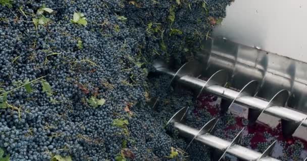 Wijn Fabriek Druiven Verwerking Metalen Machine Knijpen Knijp Druif Met — Stockvideo