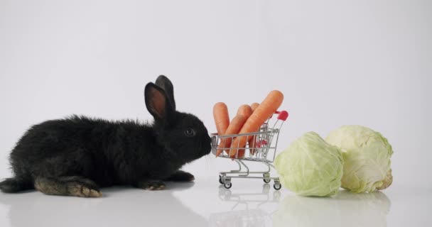 Svart Kanin Nära Färska Grönsaker Statisk Bild Fluffig Svart Kanin — Stockvideo