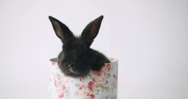 Чорний Кролик Подарунковій Коробці Статичний Знімок Чарівного Пухнастого Чорного Кролика — стокове відео