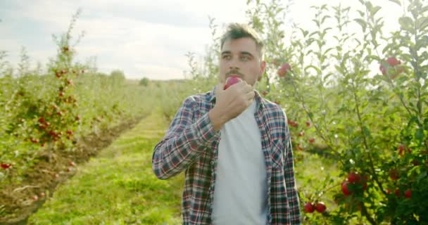 果樹園でリンゴを食べる男性農家 果樹園で晴れた夏の日に緑豊かな若い木の近くに立っている間 小声で赤いリンゴを噛んだり噛んだりするチェッカーシャツの大人の男の手持ち撮影 — ストック動画