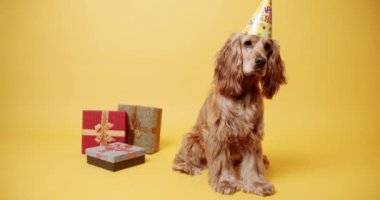 Parti şapkalı köpek hediyelerin yanında. Doğum günü kutlaması sırasında sarı arka planda parti şapkalı, sadık İngiliz Cocker Spaniel köpeğinin statik çekimi.