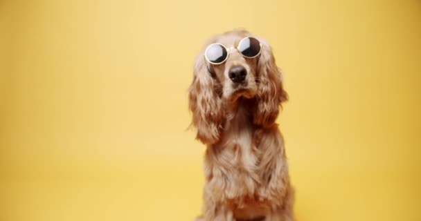 Английский Кокер Спаниель Солнечных Очках Статический Снимок Лояльной Английской Собаки — стоковое видео