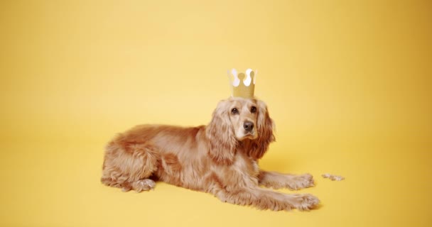 Cocker Spaniel Hund Mit Krone Statische Aufnahme Eines Englischen Cocker — Stockvideo