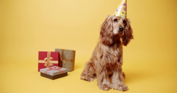 Собака Шляпе Рядом Подарками Статический Снимок Послушной Английской Собаки Кокер — стоковое видео