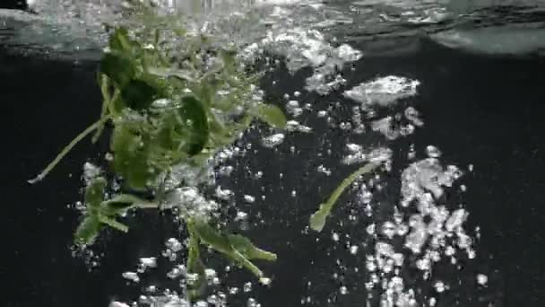 新鲜的微绿色落在干净的水中 有机生长的微绿色芽在清澈水中的缓慢运动及其黑色背景下的气泡 — 图库视频影像