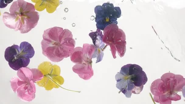 Flores Coloridas Flutuando Água Clara Tiro Estático Câmera Lenta Comestível — Vídeo de Stock