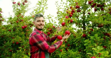 Erkek çiftçi yazın elma topluyor. Yaz günü meyve bahçesinde çalışırken yeşil elmaları inceleyen ve toplayan kareli tişörtlü yetişkin bir adamın el kamerasındaki görüntüsünü yakınlaştır.