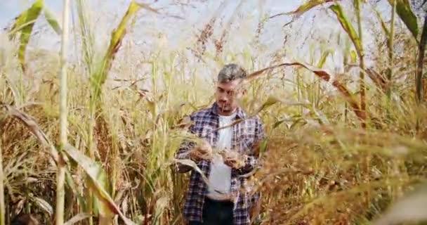 商业农业收获概念 品质控制绿色高粱农场 绿色小麦作物胚芽农业工业 年轻的农民走在田野农业上 农产企业的概念 — 图库视频影像