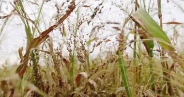 Ripe sorghum swaying in the wind. Sorghum cultivation for biomass production. Pearl Millet field. Concept of agribusiness. business agriculture harvesting concept. Field of grain sorghum.