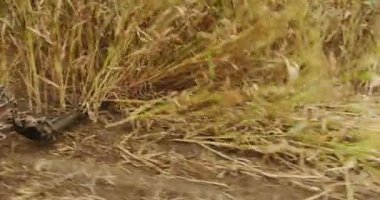 Traktör buğday tarlasında çalışıyor. Tarım sektörü kavramı. İş tarımı hasat konsepti. sağlam kalite kontrol. Sorghum temizliği ve tarım hasadı.