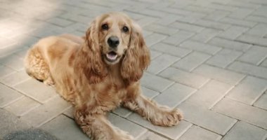 Cocker Spaniel parkta, İngiliz cocker spaniel dışarıda dinleniyor. Genç ve güzel bir hayvan. Mutlu Köpek yaz zamanı, hafta sonu pikniği. Sevimli Evcil Hayvan. Güzel kahverengi saçlı bir köpek sokakta oturuyor.