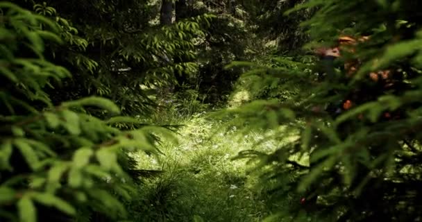 Hombre Senderismo Camping Naturaleza Caminar Por Camino Sendero Estilo Vida — Vídeo de stock