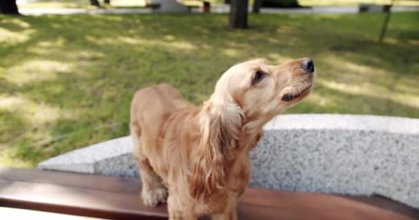 Pies Wył Parku Happy Dog Czasie Lata Piknik Weekendowy Ulicy — Wideo stockowe