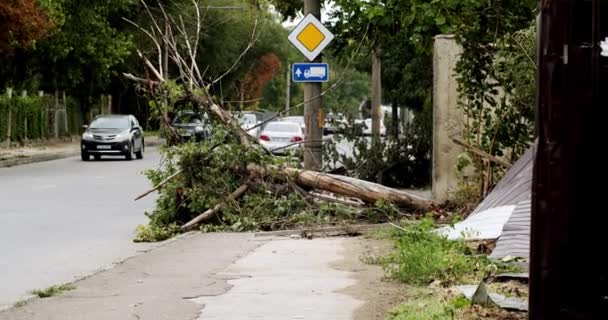 Many Fallen Trees Road Summer Storm Tree Branches Soudelor Typhoon — 图库视频影像
