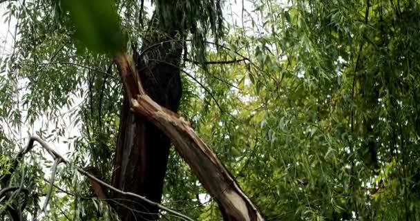 夏の嵐の後 道路上の多くの倒木 木は道路台風の近くにある 市内の木の枝は台風の音がする 嵐の被害 強いハリケーンの被害の後の壊れた木 — ストック動画