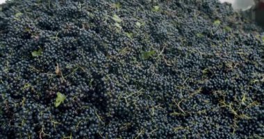 Şarap fabrikası, üzüm işleme makinesi sıkışması. Üzümü basınla sıkıştır. Şaraphanede üzüm ezen bir ezici. Şarap yapma süreci. Üzüm öğütücü makinesinde kırmızı üzüm.