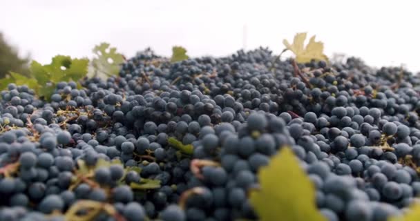 Een Grote Vierkante Capaciteit Veel Verzameld Blauwe Druiven Blauwe Druiven — Stockvideo